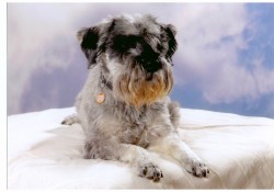 SKM_C3350141223080500_0001