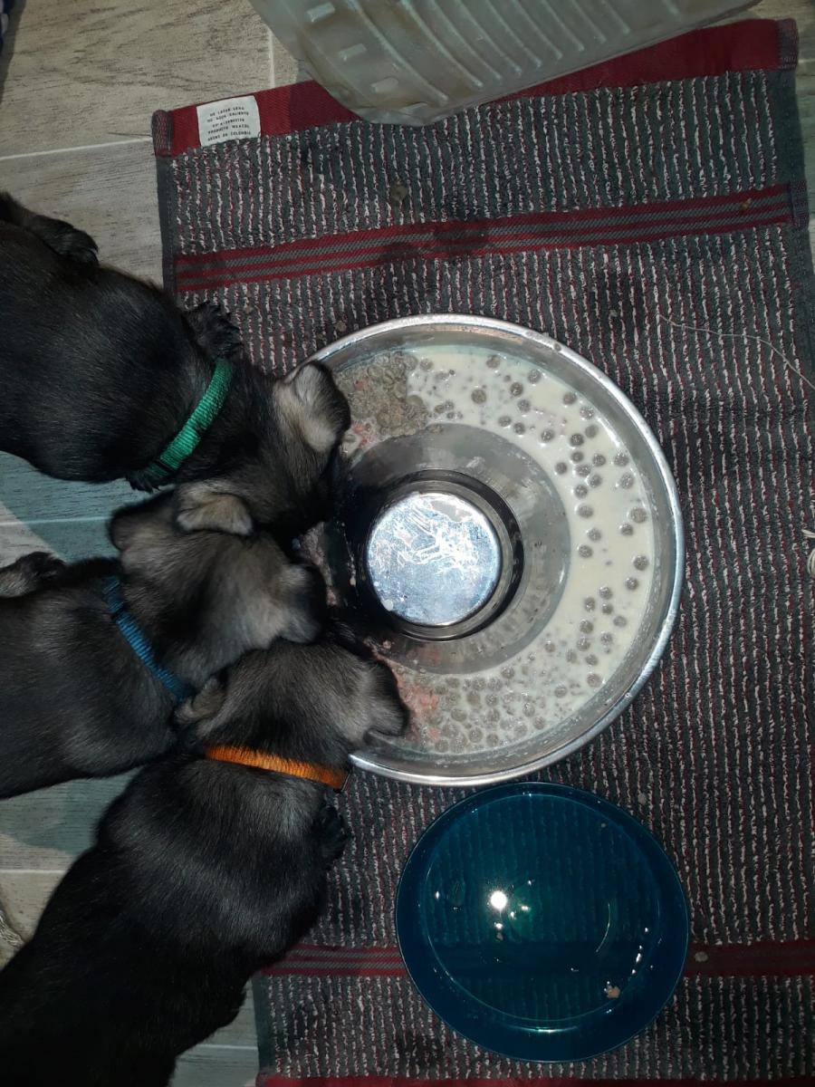 IMG-20200329-WA0018