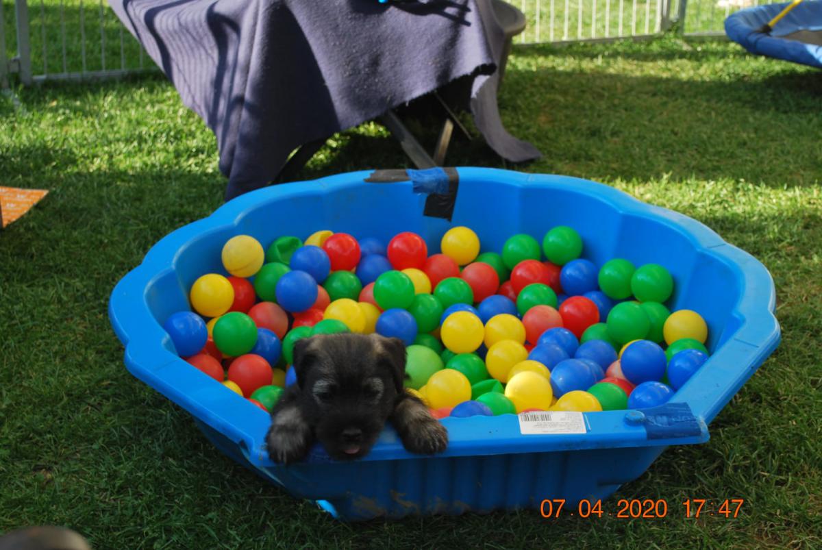 IMG-20200407-WA0005