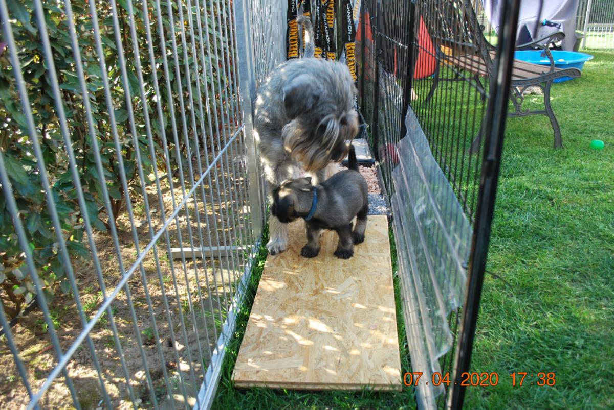 IMG-20200407-WA0009