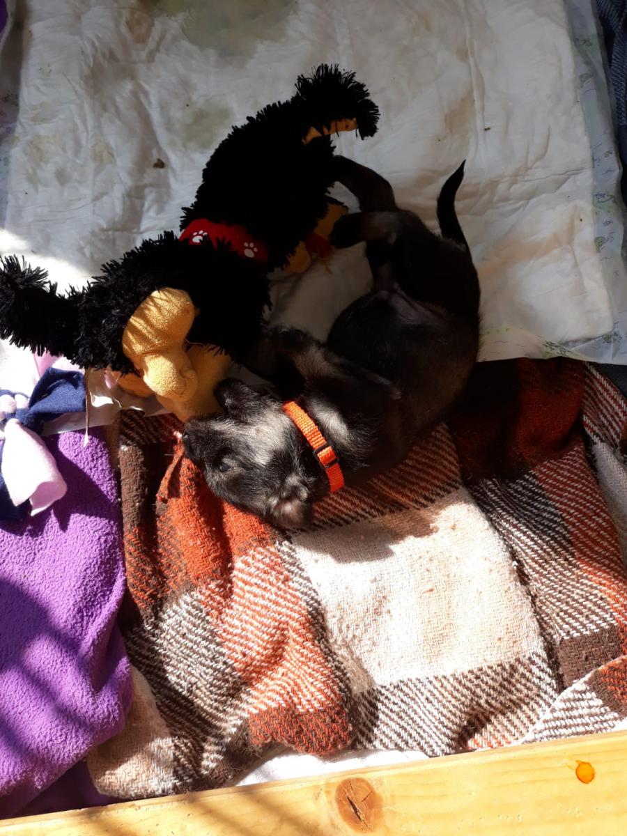 IMG-20200317-WA0011