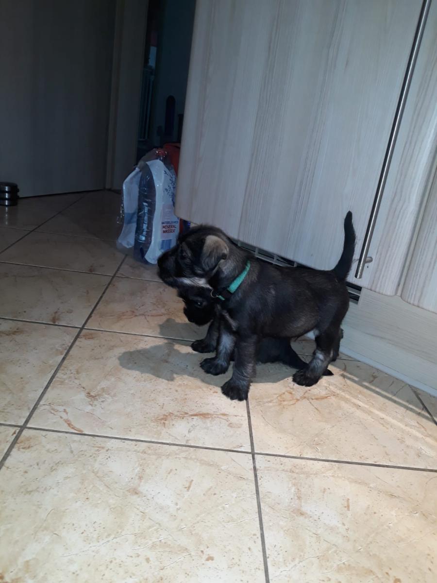 IMG-20200331-WA0028