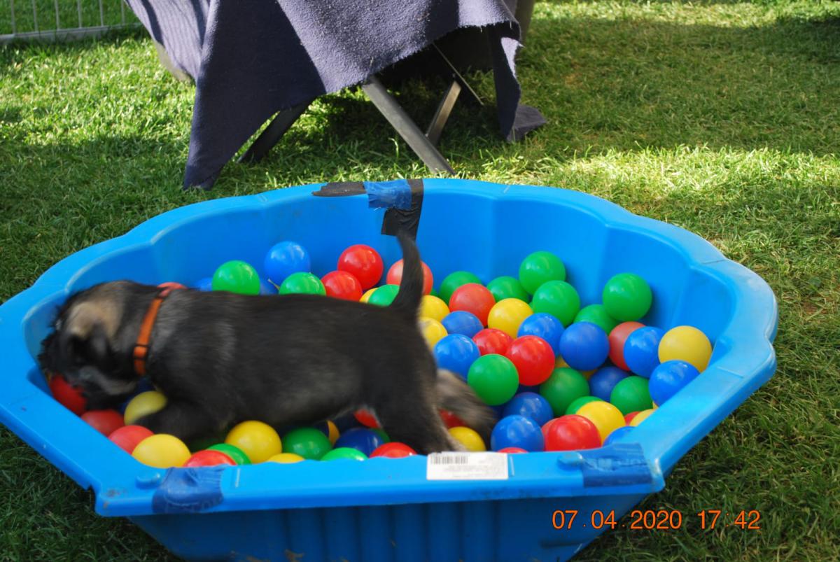 IMG-20200407-WA0007