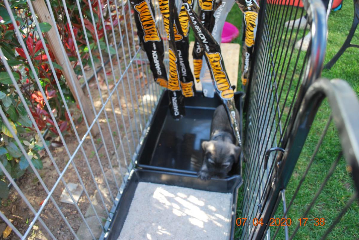 IMG-20200407-WA0011