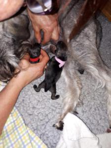 IMG-20210408-WA0007