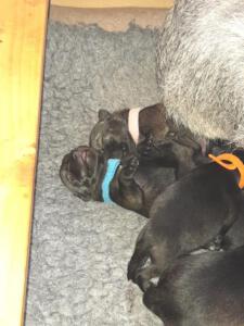 IMG-20210409-WA0013