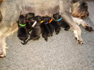 IMG-20210409-WA0015