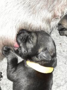 IMG-20210410-WA0017