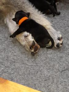 IMG-20210411-WA0010