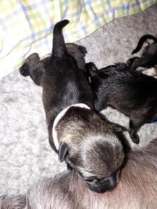 IMG-20210411-WA0024