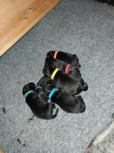 IMG-20210411-WA0032