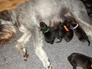 IMG-20210411-WA0034