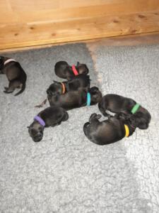 IMG-20210411-WA0041