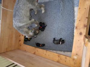 IMG-20210411-WA0042