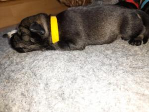 IMG-20210411-WA0051