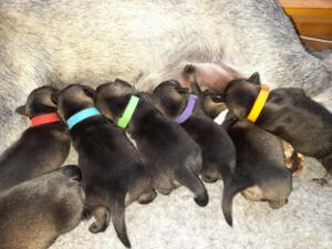 IMG-20210411-WA0052
