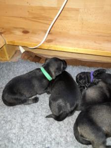 IMG-20210412-WA0021