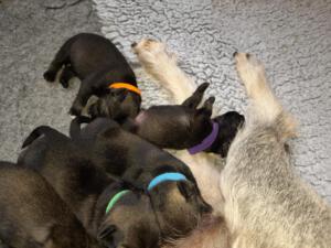 IMG-20210413-WA0005