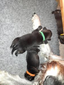 IMG-20210413-WA0008