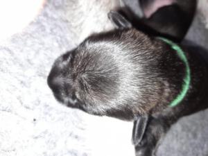 IMG-20210413-WA0009
