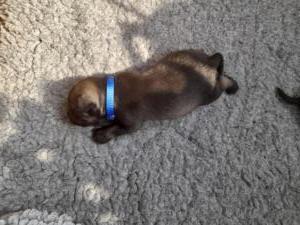 IMG-20210421-WA0029