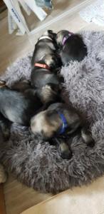 IMG-20210428-WA0013