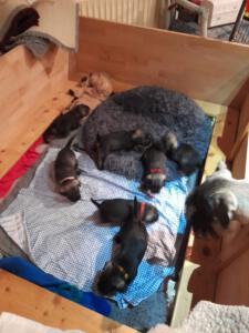 IMG-20210430-WA0022 (1)