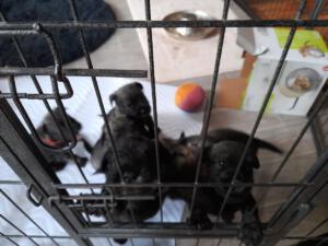 IMG-20210504-WA0014