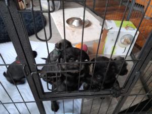 IMG-20210504-WA0019